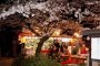 마루야마 공원의 봄