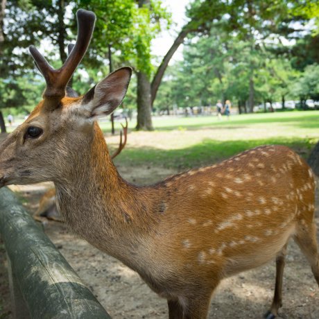 Nara Park