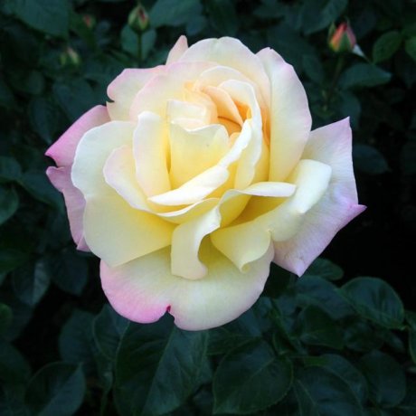 Rose Fiesta at Jindai Garden Rose Fiesta at Jindai Garden