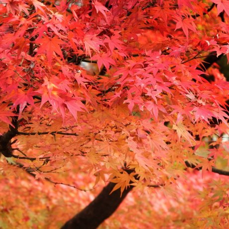 니시야마 공원(西山公園)의 단풍 니시야마 공원(西山公園)의 단풍