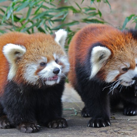 Chiba Zoological Park