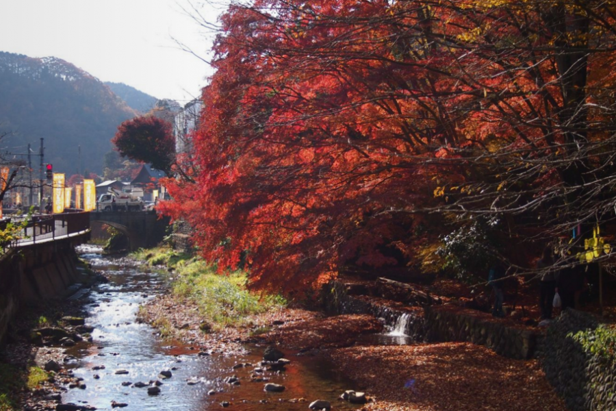 2015년 단풍 구경