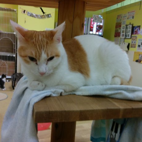 Fukushima City Cat Cafe Fukushima City Cat Cafe