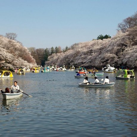 Inokashira Park Cherry Blossom Inokashira Park Cherry Blossom