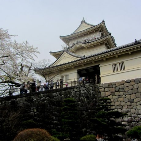 오다와라죠(小田原城)의 벚꽃 오다와라죠(小田原城)의 벚꽃