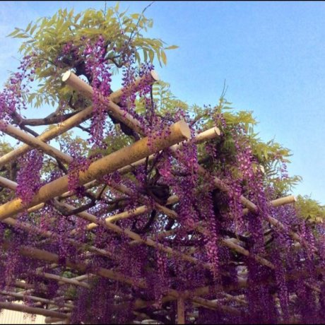 Kasukabe Wisteria Festival Kasukabe Wisteria Festival