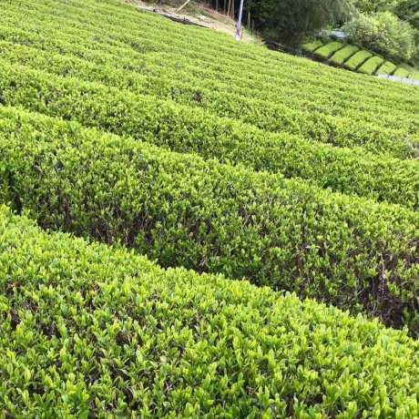 Tea Harvest in Kumano Tea Harvest in Kumano