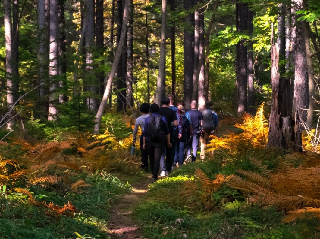 Forested trails near Kawayu Eco Museum Center