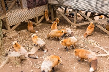 Zao Fox Village Zao Fox Village